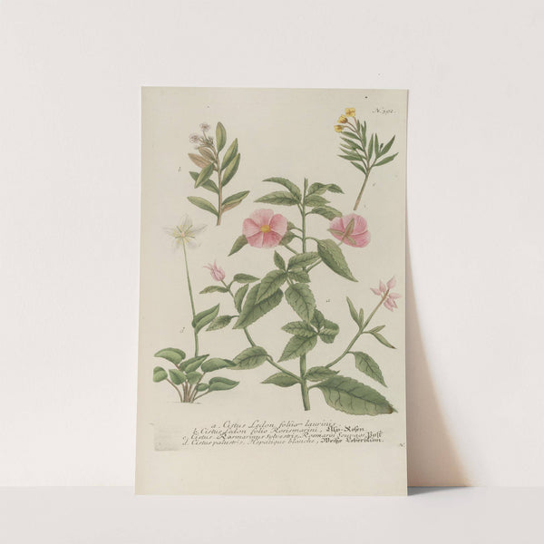 Phytanthoza iconographia Pl.115 by Johann Wilhelm Weinmann