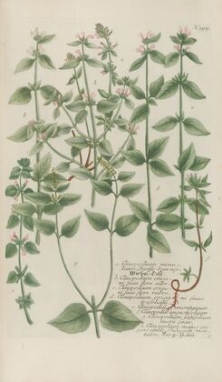 Phytanthoza iconographia Pl.122