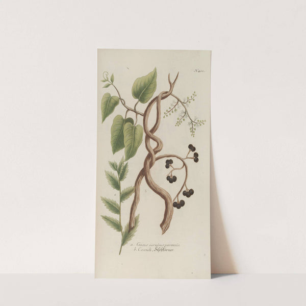 Phytanthoza iconographia Pl.123 by Johann Wilhelm Weinmann