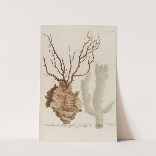 Phytanthoza iconographia Pl.151 by Johann Wilhelm Weinmann