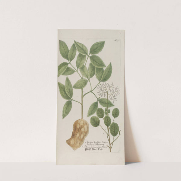 Phytanthoza iconographia Pl.155 by Johann Wilhelm Weinmann