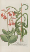 Phytanthoza iconographia Pl.156
