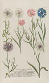 Phytanthoza iconographia Pl.174