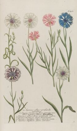Phytanthoza iconographia Pl.174