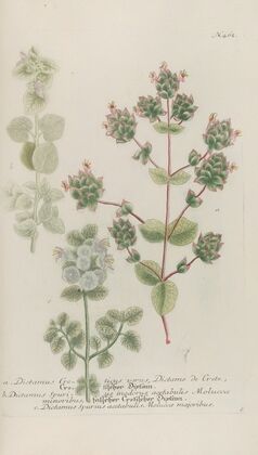 Phytanthoza iconographia Pl.185