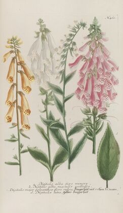 Phytanthoza iconographia Pl.186
