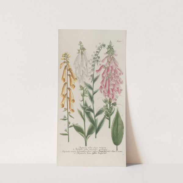 Phytanthoza iconographia Pl.186 by Johann Wilhelm Weinmann