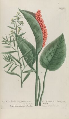 Phytanthoza iconographia Pl.194