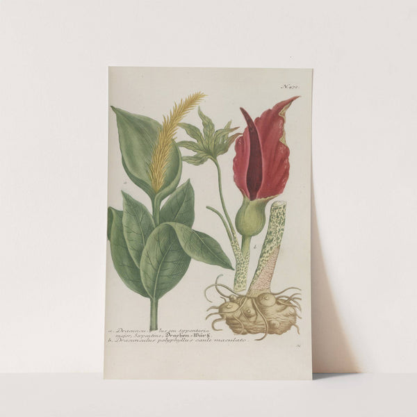 Phytanthoza iconographia Pl.195 (1737-1745) by Johann Wilhelm Weinmann