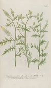 Phytanthoza iconographia Pl.205