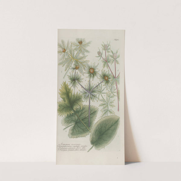 Phytanthoza iconographia Pl.208 by Johann Wilhelm Weinmann