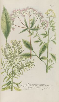 Phytanthoza iconographia Pl.218