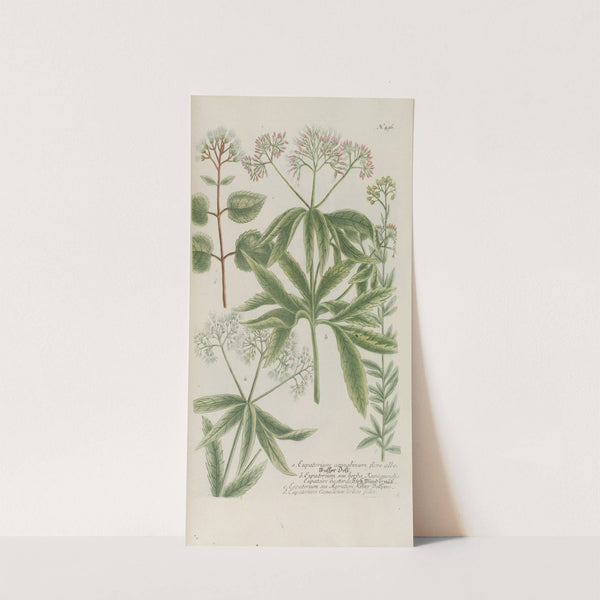 Phytanthoza iconographia Pl.219 by Johann Wilhelm Weinmann