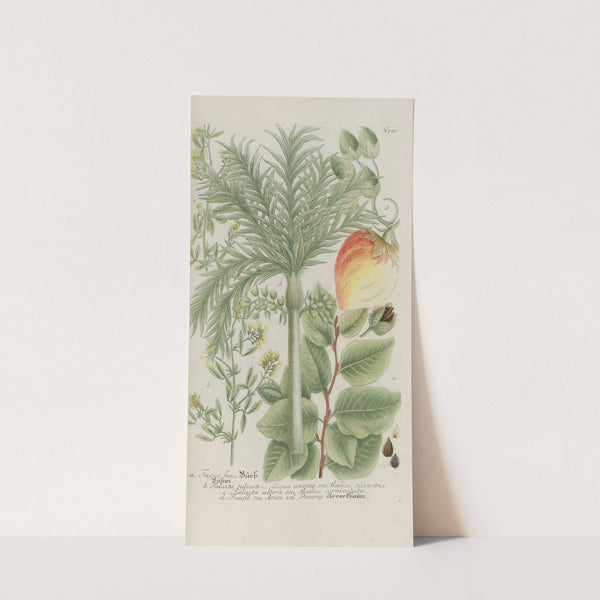 Phytanthoza iconographia Pl.224 by Johann Wilhelm Weinmann