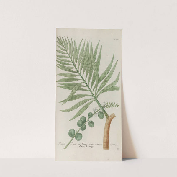 Phytanthoza iconographia Pl.225 by Johann Wilhelm Weinmann