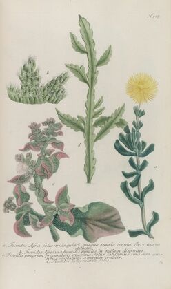 Phytanthoza iconographia Pl.230
