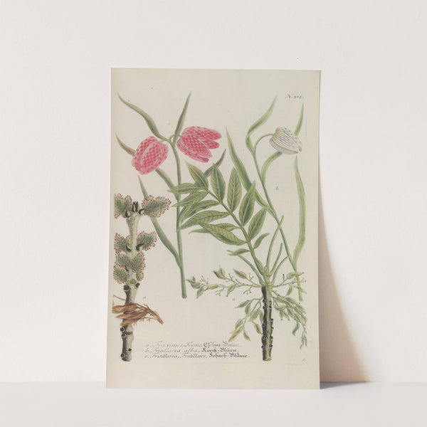 Phytanthoza iconographia Pl.238 by Johann Wilhelm Weinmann