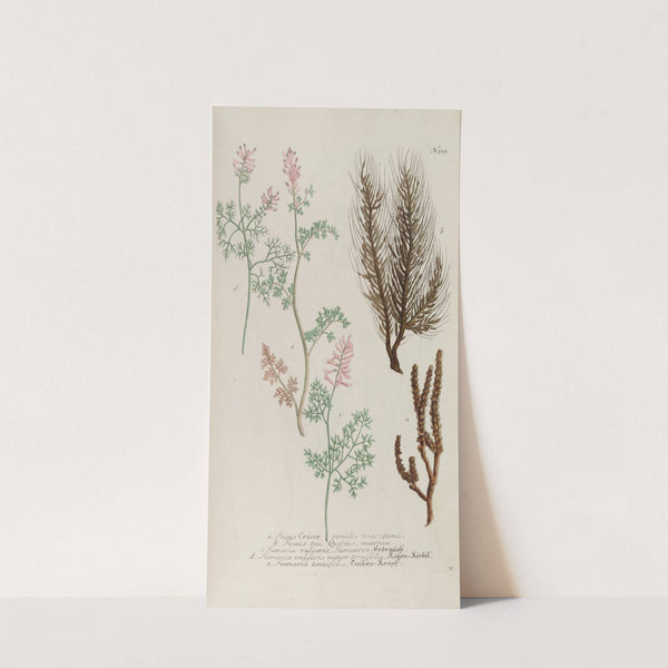 Phytanthoza iconographia Pl.242 by Johann Wilhelm Weinmann