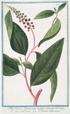 Phytolacca Americana majori fructu – Uva dell’Indie – Le Raisin d’Amerique. (American Pokeweed, Poke salat, Pigeonberry)