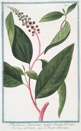 Phytolacca Americana majori fructu – Uva dell’Indie – Le Raisin d’Amerique. (American Pokeweed, Poke salat, Pigeonberry)
