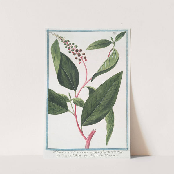 Phytolacca Americana majori fructu - Uva dell&#039;Indie - Le Raisin d&#039;Amerique. (American Pokeweed, Poke salat, Pigeonberry) by Giorgio Bonelli