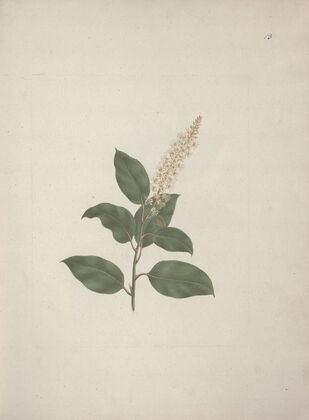Phytolacca dodecandra L’Herit. (Pokeberry)