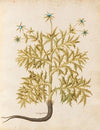 Piante varie Pl.06