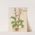 Piante varie Pl.09 by Giovanna Garzoni