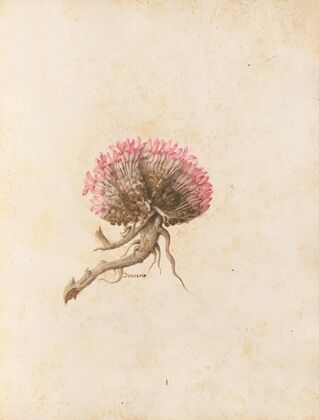 Piante varie Pl.14