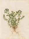 Piante varie Pl.44