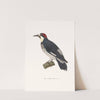 Pic A Barbe Noire. by Coenraad Jacob Temminck