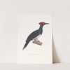 Pic A Ventre Blanc. by Coenraad Jacob Temminck
