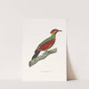 Pic Grenadin by Coenraad Jacob Temminck