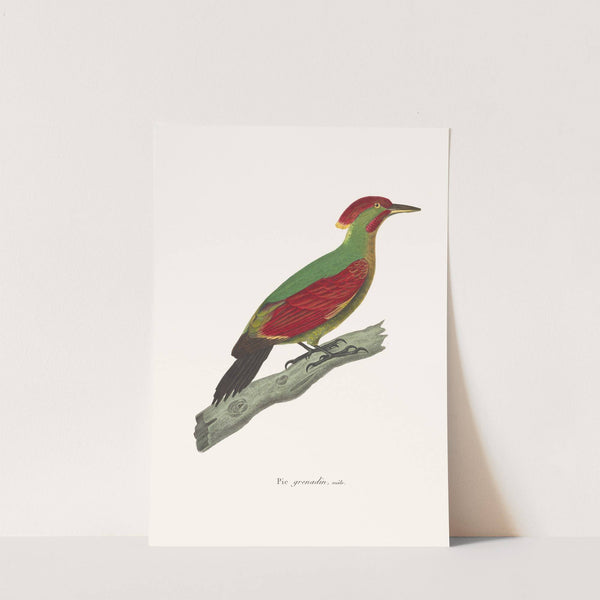 Pic Grenadin by Coenraad Jacob Temminck