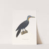 Pic Meunier. by Coenraad Jacob Temminck