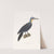 Pic Meunier. by Coenraad Jacob Temminck