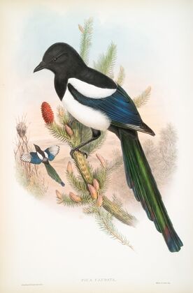 Pica caudata. Magpie. (1862-1873)