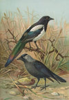 Pica pica, Lycus monedula