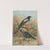 Pica pica, Lycus monedula by Johann Friedrich Naumann