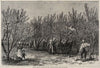 Picking Peaches in Delaware (c. 1878)