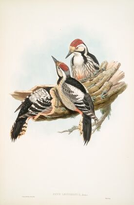 Picus leuconotus. White-backed Woodpecker. (1862-1873)