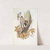 Picus major. Great Spotted Woodpecker. (1862-1873) by John Gould