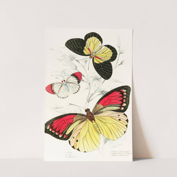 Pieris Belisama,Anthocharis Danai,Iphias Leucippe by James Duncan