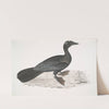Pigmy Cormorant, Carbo Pygmens [Pygmoeus]. by John Edward Gray