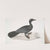 Pigmy Cormorant, Carbo Pygmens [Pygmoeus]. by John Edward Gray