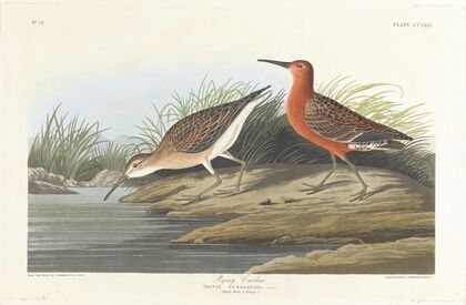 Pigmy curlew