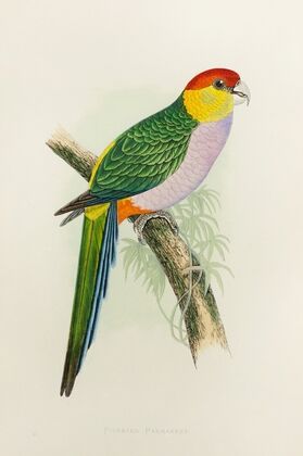 Pileated parrakeet (1884-1887)