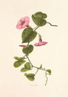 Pilikai (1885)