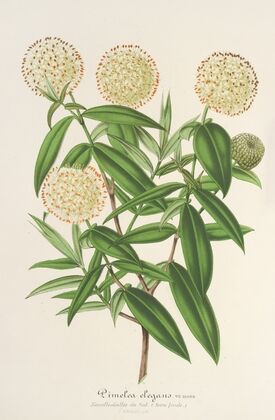 Pimelea elegans