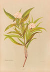 Pimelea Longifolia